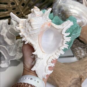 Large White Branch Murex Seashell Coastal Beach Ocean Nautical Decor DIY planter